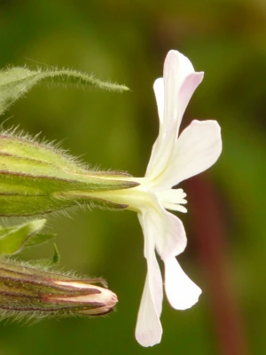 white lichtnelke campion silene latifolia