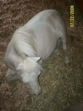 white mini horse