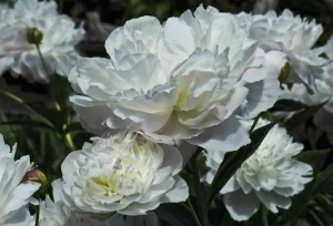 white peonies