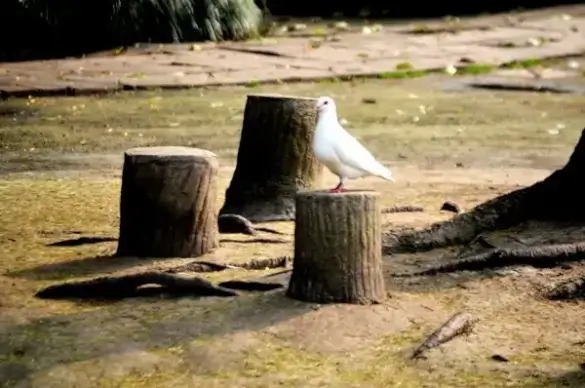 white pigeon