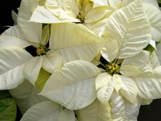 white poinsettias