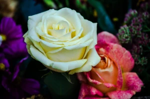 white rose