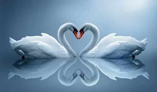white swan 05 hd picture