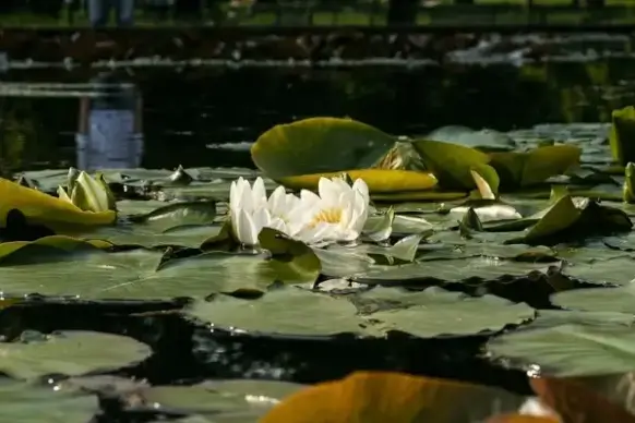 white water lily nymphaea alba water lilies