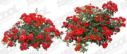 whole grain flower psd layered 6