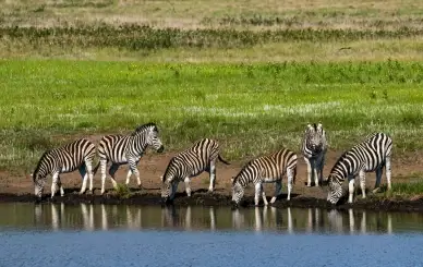 wild africa picture zebra drinking water scene