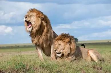 wild africa scenery picture dynamic lion herd roar meadow scene