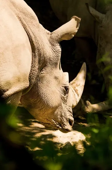 wild animal backdrop picture contrast cute rhino closeup
