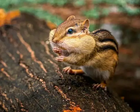 wild animal picture cute tiny squirrel 