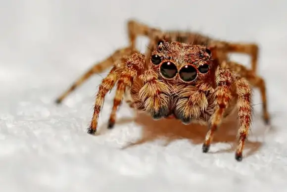 wild animal picture hairy spider closeup