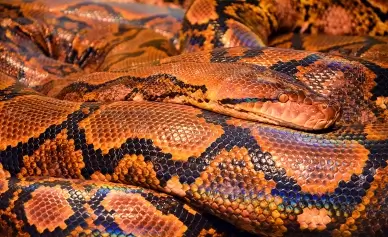 wild animal picture python skin closeup
