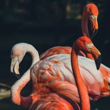 wild animals picture elegant flamingoes flock
