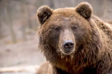 wild brown bear picture face closeup