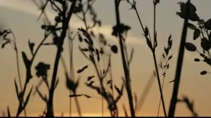 Wild flowers in sunset