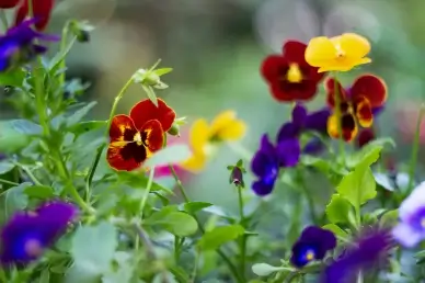 wild flowers scenery picture blooming floras leaves scene