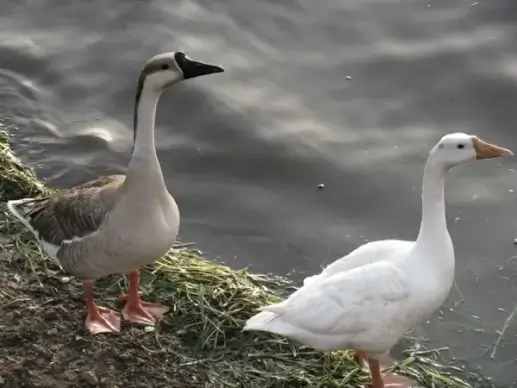 wild geese