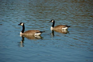wild geese geese dike