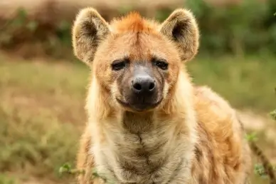 wild hyena picture cute face closeup