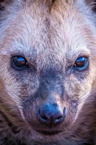wild hyenas picture elegant face closeup