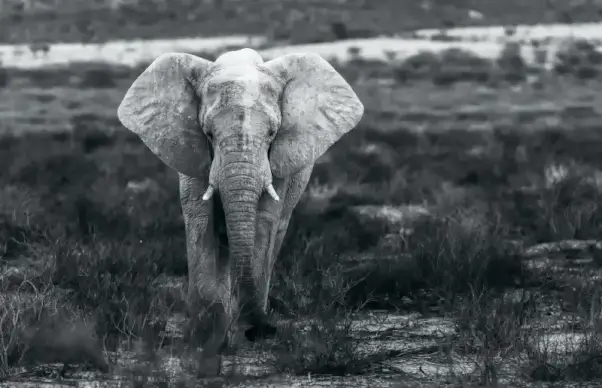wild life picture classic black white elephant grassland scene