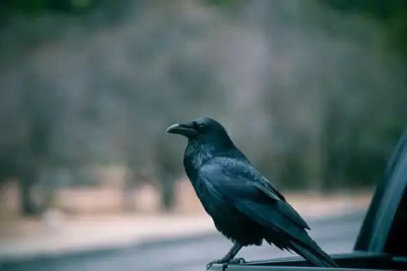 wild life picture closeup blurred crow scene