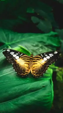 wild life picture closeup butterfly perching leaf 