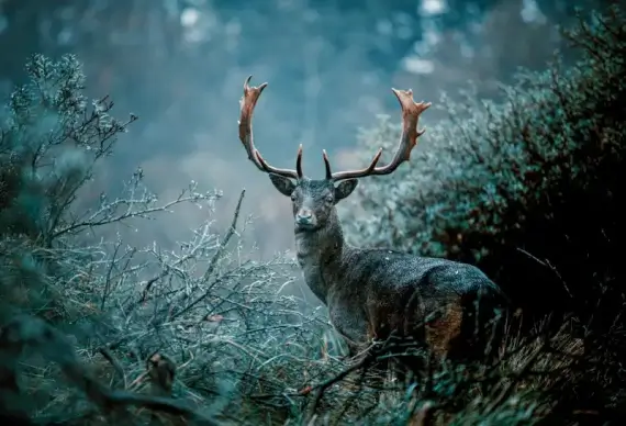 wild life picture contrast reindeer forest scene 