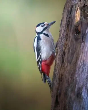 wild life picture cute closeup perching  woodpecker 