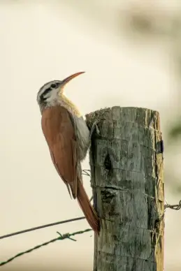 wild life picture cute closeup perching woodpecker