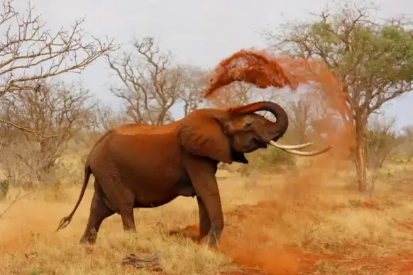 wild life picture cute dynamic joyful elephant
