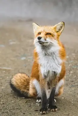 wild life picture cute fox sitting  