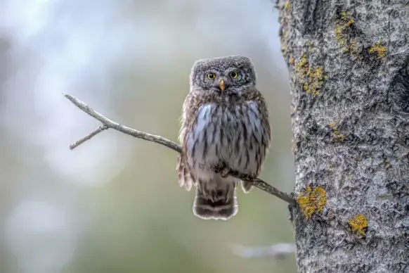 wild life picture cute perching owl scene 