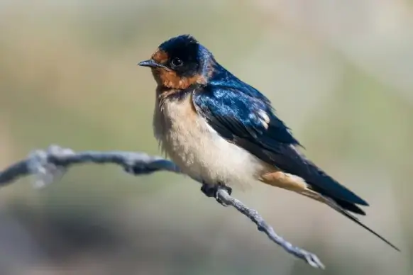 wild life picture cute perching swallow closeup