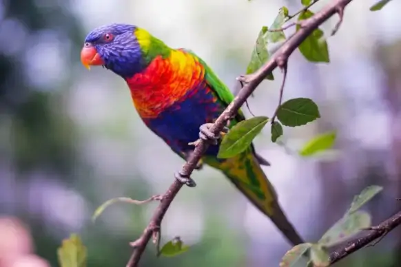 wild life picture perching macaw bird
