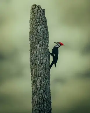 wild life picture perching woodpecker dark scene 
