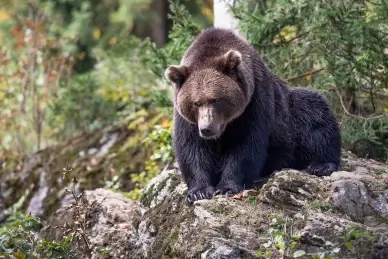 wild life picture realistic brown bear scene