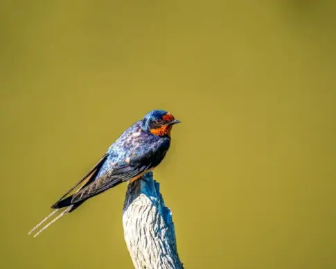 wild life picture tiny perching swallow scene 