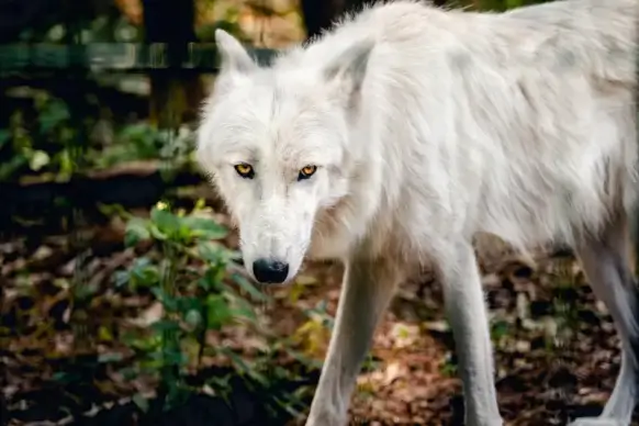wild life picture white wolf contrast scene 