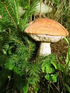 wild mushroom