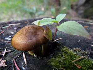 wild mushroom tree