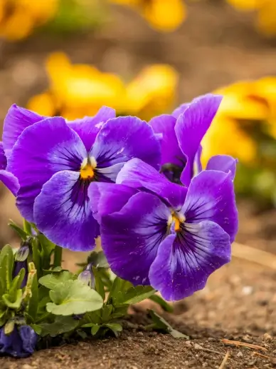 wild nature backdrop picture elegant Pansy flowers closeup