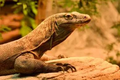 wild nature backdrop picture komodo dragon animal closeup