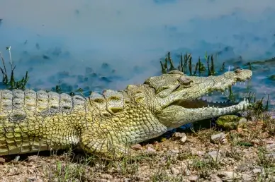 wild nature picture alligator pond scene