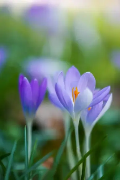 wild nature picture backdrop elegant closeup Crocus petals