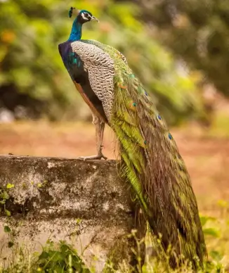 wild nature picture beautiful peafowl scene 