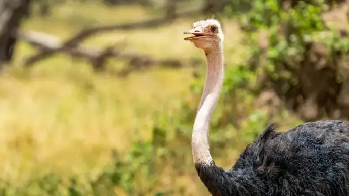 wild nature picture blurred closeup ostrich
