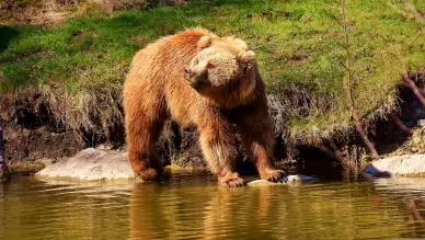 wild nature picture brown bear pond scene
