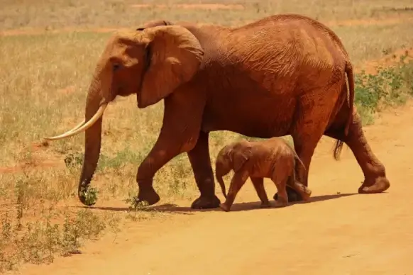 wild nature picture cute elephants walking scene 