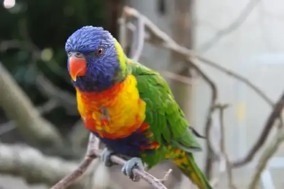wild nature picture cute macaw bird perching