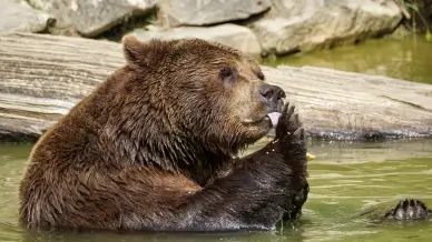 wild nature picture cute swimming bear  